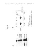 Method and Pharmaceutical Composition for Treating Psoriasis, Squamous Cell Carcinoma and/or Parakeratosis by Inhibiting Expression of Squamous Cell Carcinoma-Related Antigen diagram and image