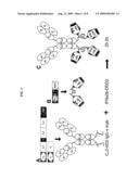 Modular Method to Prepare Tetrameric Cytokines with Improved Pharmacokinetics by the Dock-and-Lock (DNL) Technology diagram and image