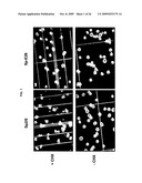 Mammalian Cell Lines for Increasing Longevity and Protein Yield from a Cell Culture diagram and image
