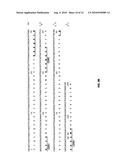 Alpha-Fetoprotein Immu31 Antibodies and Fusion Proteins and Methods of Use Thereof diagram and image