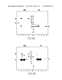 Dimeric Alpha Interferon PEGylated Site-Specifically Shows Enhanced and Prolonged Efficacy in Vivo diagram and image