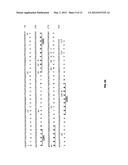 Alpha-Fetoprotein Immu31 Antibodies and Fusion Proteins and Methods of Use     Thereof diagram and image