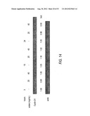 ANTI-NEOPLASTIC COMPOSITIONS COMPRISING EXTRACTS OF BLACK COHOSH diagram and image