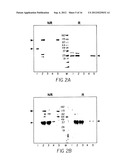 Dimeric Alpha Interferon PEGylated Site-Specifically Shows Enhanced and     Prolonged Efficacy in Vivo diagram and image