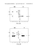 Dimeric Alpha Interferon PEGylated Site-Specifically Shows Enhanced and     Prolonged Efficacy in Vivo diagram and image