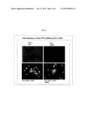 Dock-and-Lock (DNL) Complexes for Delivery of Interference RNA diagram and image