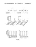 FTY720 Increases CD74 Expression and Sensitizes Cancer Cells to Anti-CD74     Antibody-Mediated Cell Death diagram and image