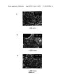 SUPERHYDROPHOBIC COATINGS AND METHODS FOR THEIR PREPARATION diagram and image