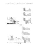 Multiple Signaling Pathways Induced by Hexavalent, Monospecific and     Bispecific Antibodies for Enhanced Toxicity to B-Cell Lymphomas and Other     Diseases diagram and image