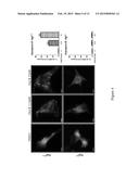 Novel autophagy enhancer for treatment of neurodegenerative diseases diagram and image