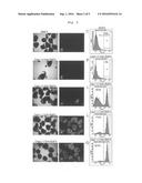 METHOD FOR PRODUCING RETINAL TISSUE AND RETINA-RELATED CELLS diagram and image