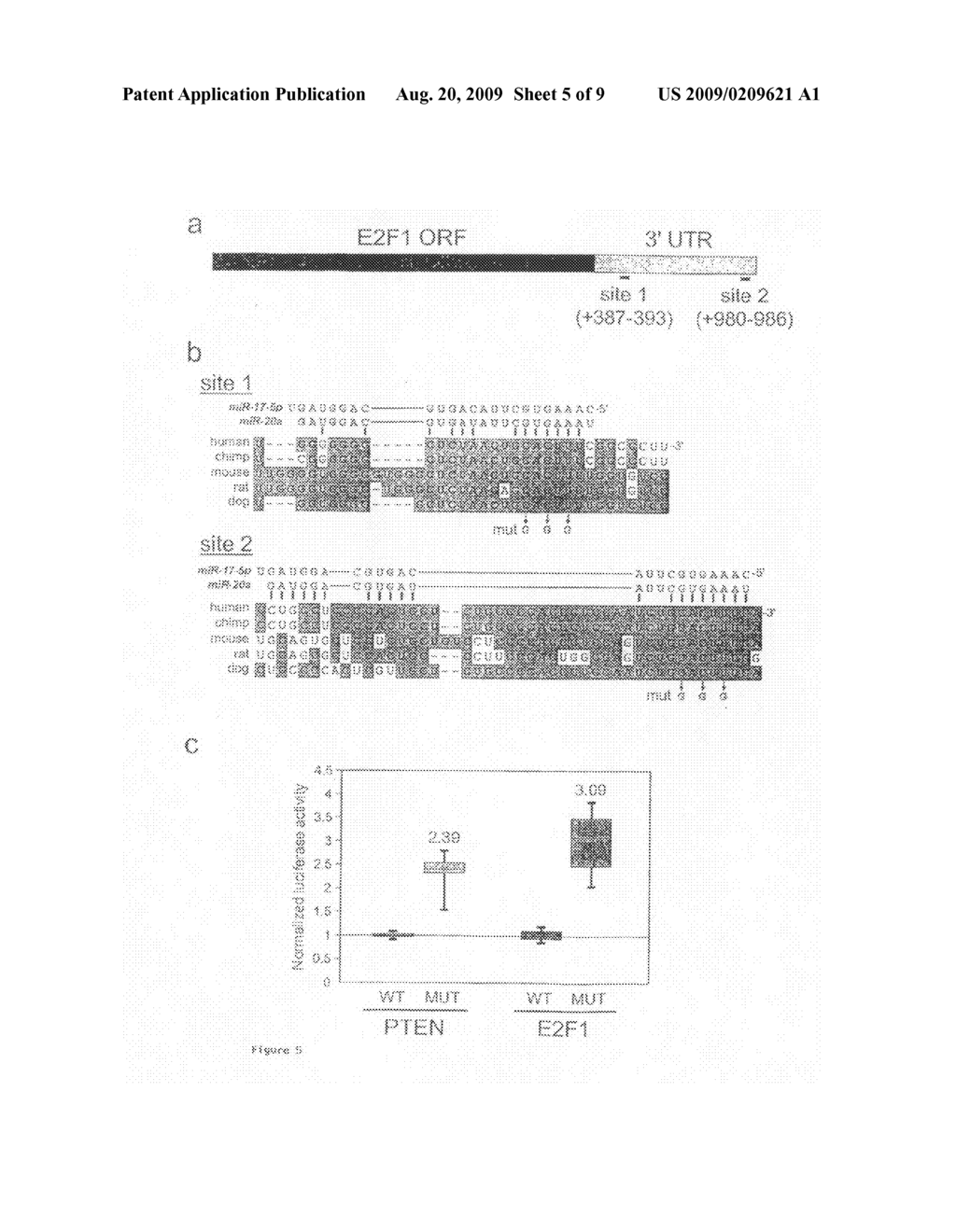 Compositions and methods for decreasing microrna expression for the treatment of neoplasia - diagram, schematic, and image 06
