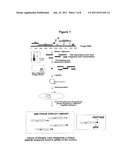 COMPOSITIONS AND METHODS FOR THE DETECTION OF HIV-1/HIV-2 INFECTION diagram and image
