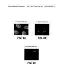 Compositions and Methods for Silencing Gene Expression diagram and image