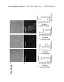 METHODS TO GENERATE EPITHELIAL CELLS diagram and image